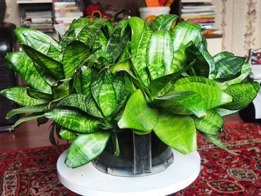 Gübrələr: Sansevieria (Qayın dili) – kompakt, çoxyarpaqlı dekorativ otaq bitkisi
