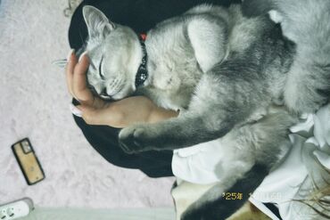 Вязка кошек: Мальчик шотландский скотиш страйт Окрас : белая шиншила Нужна девочка — 1