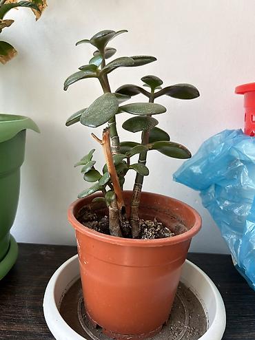 agaclar: Crassula ovata (Pul ağacı) – dekorativ otaq sukulenti - Bitki tipi — 2