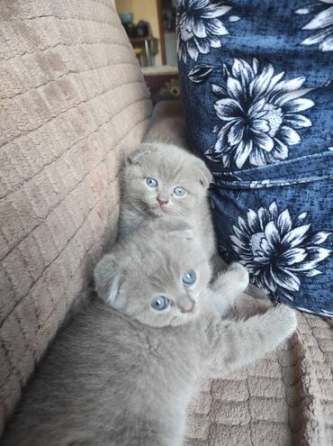 Pişiklər: Şotland yastı qulaq, Dişi, Erkək, Ünvandan götürmə — 8