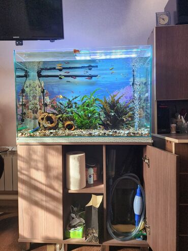 рыбка аквариум: Продаю аквариум на 170 литров с рыбками, длина 85см., ширина 40см.