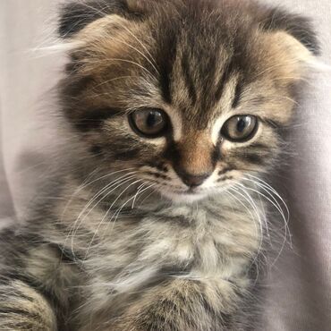 кошка домашний: БИШКЕК! У нас ищет дом маленькое счастье 💕 🌸 Миленький котёнок —