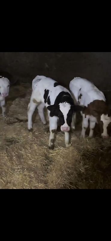 Dana, buzov: Satış üçün buzovlar - Növ: südlük/dana növü, qarışıq ləkəli rənglər — 1