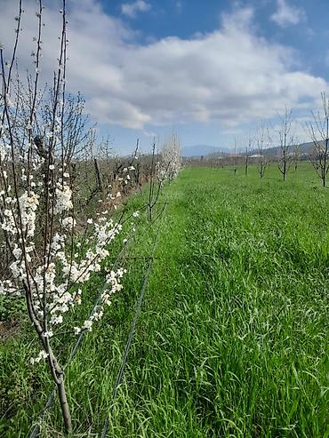 torpaq mingecevir: 126 sot, Kənd təsərrüfatı, Kupça (Çıxarış) — 4