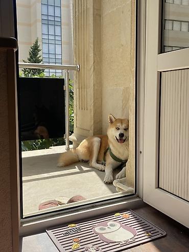 Akita-inu, 2 il, Erkək, Peyvəndli