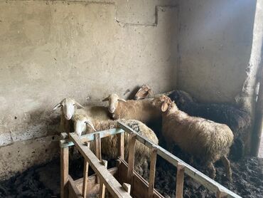 бараны самки: Продаю | Овца (самка), Ягненок, Баран (самец) | На забой
