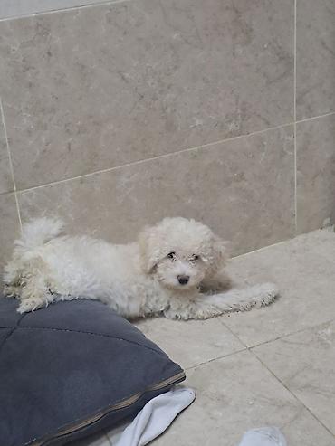 İtlər: Pudel, Dişi — 1