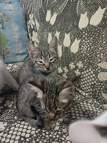 домашние котята: Котята домашние, короткошёрстные, все НЕ породистые. В помёте — 3