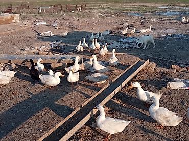 heyvanlar quslar: Yumurtlayan Pekin ördəkləri, 150 ədəd fərə, 50 ədəd erkək. 7 aylıqdır — 5