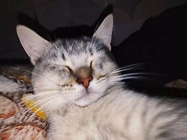 Pişiklər: Erkək — 5