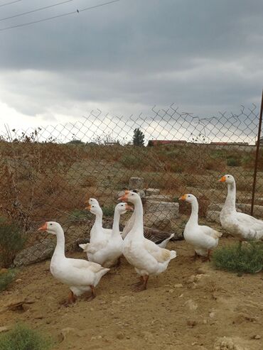 Qazlar: Erkək, Ətlik, Ünvandan götürmə — 4