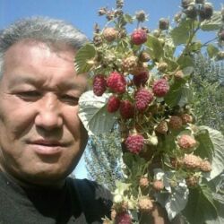 Фрукты и ягоды: Саженцы малина сорт Атлант маравела.паланес.вайалет.мапема аронжовая — 9