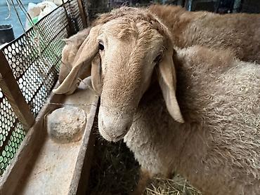 Баран, овца: Продаю | Баран (самец) | Для разведения | Осеменитель — 6