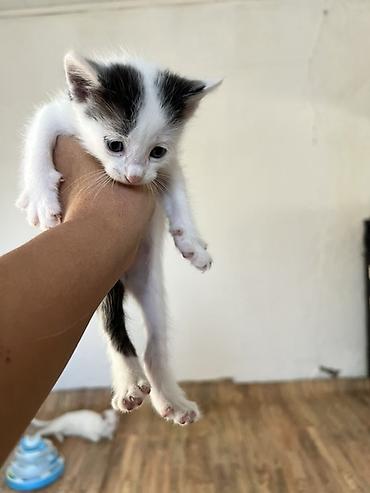 турецкая кошка: Котёнки с большими выразительными глазами. Короткая мягкая шерсть — 9
