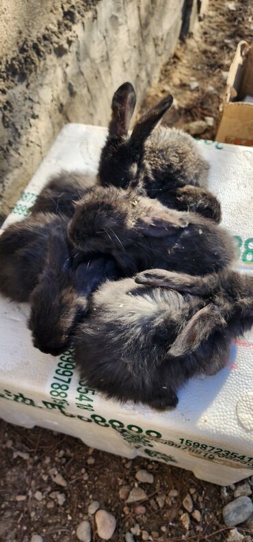 Кролики: Продаю | Крольчата | Серый великан | Для разведения | Племенные — 8