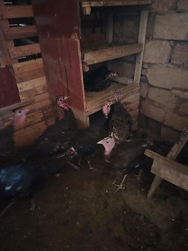 heleb kecileri satilir: Qırt induşka. Canlı inkubator. İşıq söndü, qaz kesildi vecinede deyil — 1