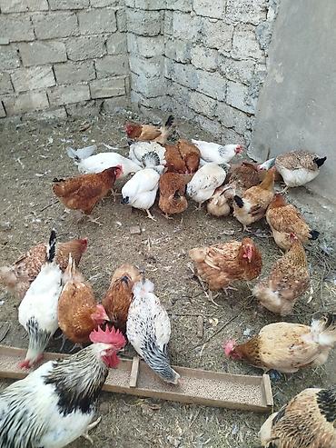 gence toyuqlar: Toyuq, Yumurtalıq — 2