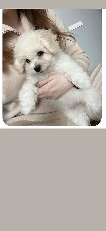 İtlər: Pudel, 2 ay, Erkek, Ödənişli çatdırılma -da lalafo.az — 9 İtlər: Pudel, 2 ay, Erkek, Ödənişli çatdırılma — 9