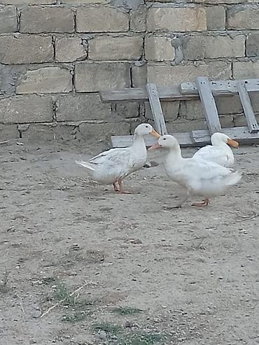 Утки: Ağ tüklü yerli ördək sürüsü - Növ: ağ yerli ördək (ət və yumurta üçün — 2