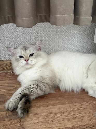 heyvan sikisi: Ragdoll cins balaca pişik – uzun tüklü, açıq krem rəngli, qulaqlar — 9