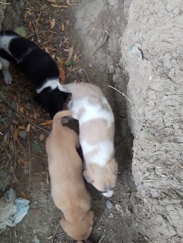labrador it: İtlər