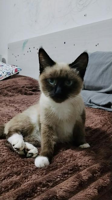 кот манчкин: Кошка даром: Сиамская, 3 месяца, Девочка — 2