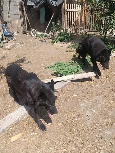 Продажа собак: Продаются щенки чистый немецкий овчарки воз 1 месяца только званиит — 1