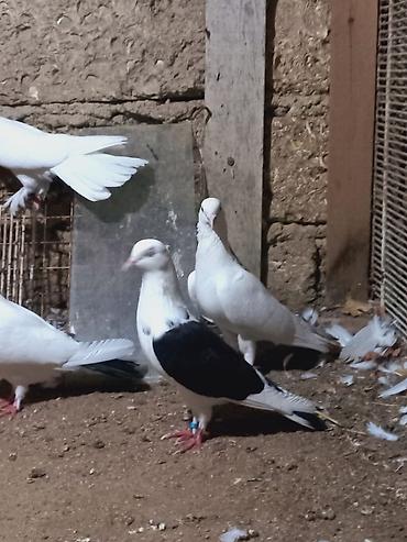 Göyərçinlər: Salam 6 dene secme quşlardi hamsi saglam bala veren heyvandi ucuşlarda — 10