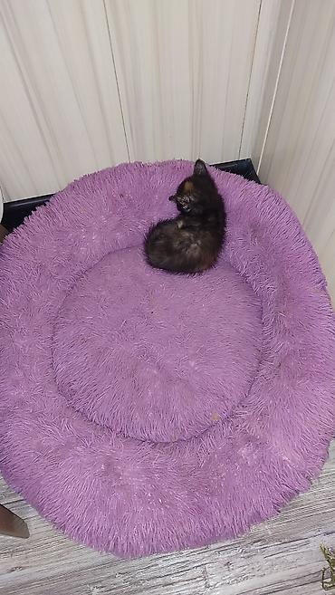 scottish fold: Кошка даром: Беспородная, 2 месяца, Девочка, Приучена к лотку — 3
