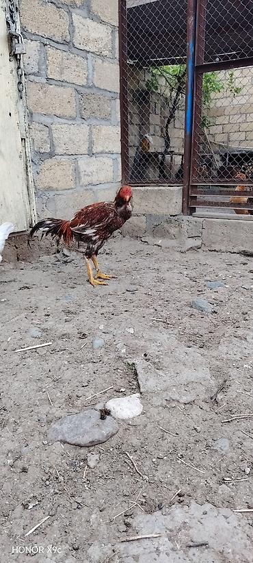 avstralop xoruz: Məhsul: Xoruz (aşil/oyun tipi, uzun ayaqlı) Təsvir: - Rəng — 2