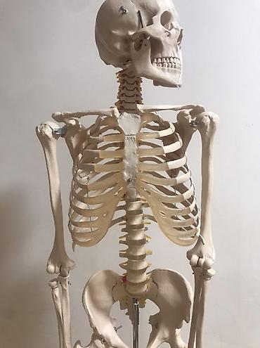 Медтовары: Viva Science tam ölçülü insan skeleti modeli - Brend: VIVA SCIENCE — 10