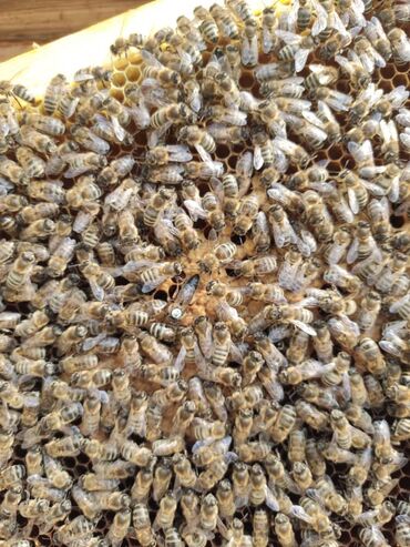 Пчела семья на 8 рамках#рута#элитка#карника#от Сергея Рауша