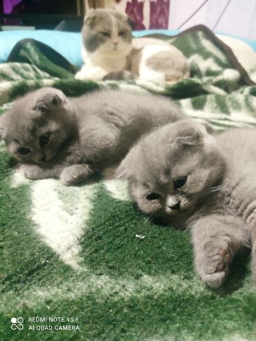 Pişiklər: Şotland, Erkək, Dişi, Ünvandan götürmə -da lalafo.az — 1 Pişiklər: Şotland, Erkək, Dişi, Ünvandan götürmə — 1