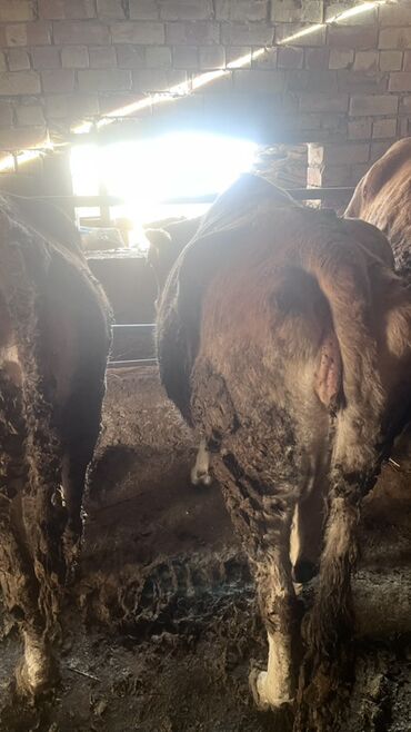 Коровы, быки: Продаю | Корова (самка) | Для разведения | Привязанные — 18