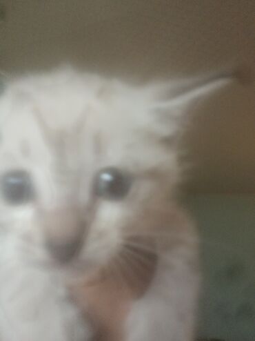 метис персидской кошки: Отдам Котят в Добрые Руки очень милые и Красивые, спокойные трёх