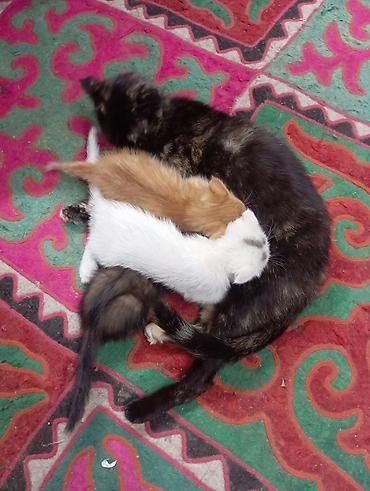 Мышыктар: Котята, помет от домашней кошки. Описание: - Окрас: белый с серыми — 2