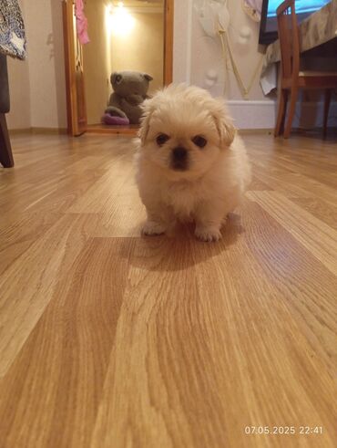 itlerin satisi 2017: Pekines, 1 ay, Erkek, Peyvəndli, Ünvandan götürmə, Ödənişli çatdırılma