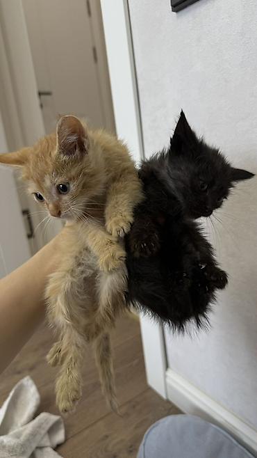 Отдам даром кошку: Нашли котят на улице, им примерно месяц, кушают влажный корм для — 5