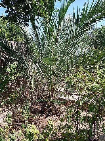 palma ağacı qiyməti: Xurma ağacları satılır .10 manatdan 150 manata kimi hazır dipcəklardə — 5