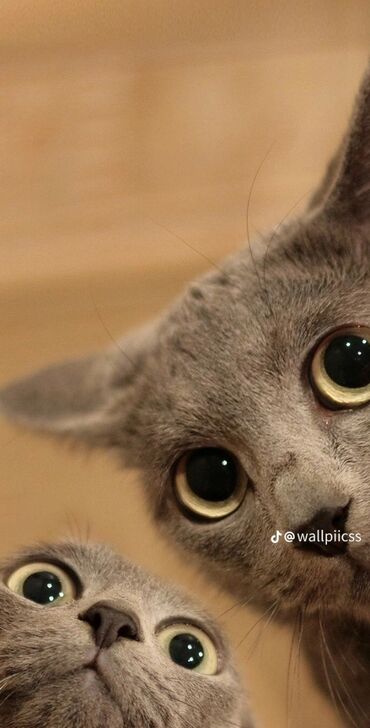 британский кот: Ищу кошка или котенок девочка нужно ухажеваем и кормим кому-то есть