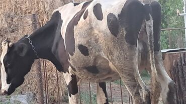 inək adları: Dişi, Simental, il: 3, 550 kq, Damazlıq, Südlük