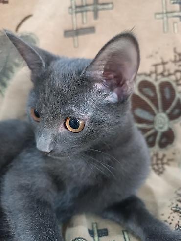 сиамская кошка даром: 3 месяца, Девочка, Приучена к лотку, Проглистована — 4