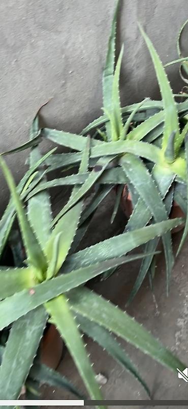 nokia yarpaq: Aloe vera (Aloe barbadensis) dekorativ və faydalı saksı bitkisi - — 2