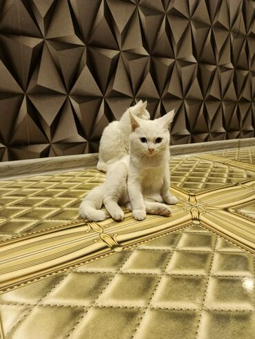 Pişiklər: Yaxşı əllərə — 7