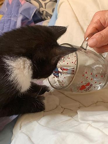 кошки сиамская: Кошка даром: Беспородная, 4 месяца, Девочка, Приучена к лотку — 6