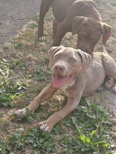 Psi: Vrhunski štenci American Bully XL dostupni za prodaju. Krvna linija na lalafo.rs — 4 Psi: Vrhunski štenci American Bully XL dostupni za prodaju. Krvna linija — 4