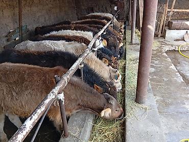 Коровы, быки: Продаю | Бык (самец) | Швицкая | На откорм — 7