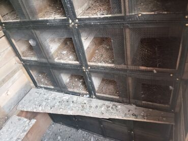 Göyərçinlər: Salam goyercin yuvası satılır tecili kim isitese elaqe saxlasin Bos — 4