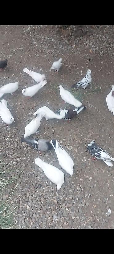 Salam 19 quşdu hamısı tutulmadı kom 2.50 göndərməkdə olar