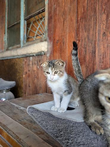 вислоухие котята цена: Отдам породистых котят в добрые руки Особенности: - Компактные — 1